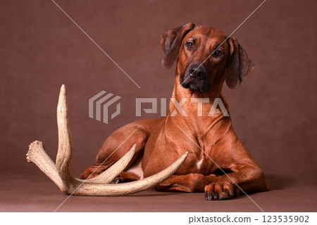 Rhodesian Ridgeback dog posing with deer antler Rhodesian Ridgeback dog posing with deer antler 123535902