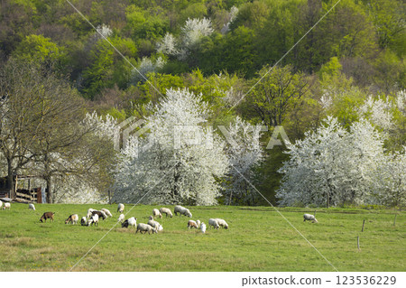 Sheep herd in Stiavnicke vrchy near Krupinska planina, Slovakia 123536229