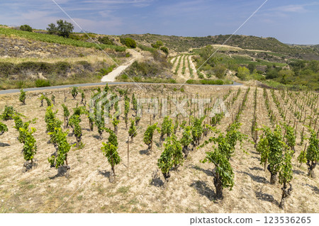 Typical vineyard near Laguardia, Rioja wine region, Rioja Alavesa, Basque Country, Spain Typical vineyard near Laguardia, Rioja wine region, Rioja Alavesa, Basque Country, Spain 123536265
