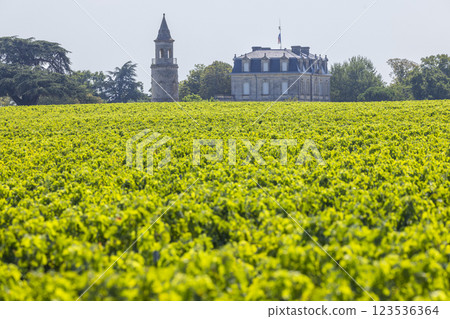 Typical vineyards near Chateau la Tour de By, Bordeaux, Aquitaine, France 123536364