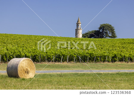 Typical vineyards near Chateau la Tour de By, Bordeaux, Aquitaine, France 123536368