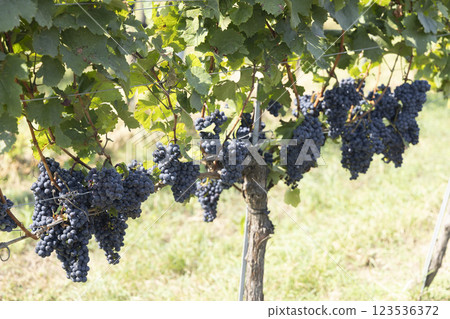 Vineyard with Zweigeltrebe (Zweigeltrebe Blau), Lower Austria, Austria 123536372