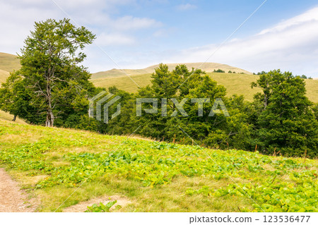 primeval beech forest on the hillside. scenery of svidovets ridge. mountain landscape in late summer afternoon 123536477