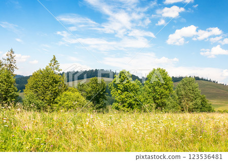 grassy alpine meadow on the hill of ukrainian highlands. sustainable life in transcarpathia region. carpathian mountains in summer. sunny weather with fluffy clouds on the blue sky. green environment grassy alpine meadow on the hill of ukrainian highlands. sustainable life in transcarpathia region. carpathian mountains in summer. sunny weather with fluffy clouds on the blue sky. green environment 123536481