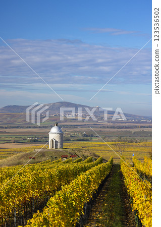 Autumn vineyard near Velke Bilovice with Palava, Southern Moravia, Czech Republic 123536502