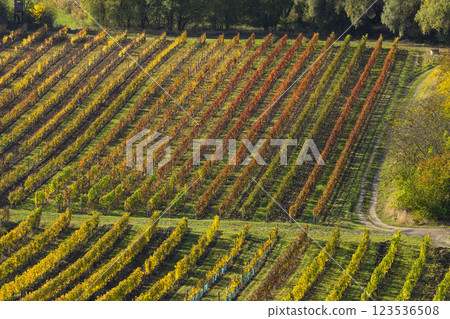 Autumn vineyard near Velke Bilovice, Southern Moravia, Czech Republic Autumn vineyard near Velke Bilovice, Southern Moravia, Czech Republic 123536508