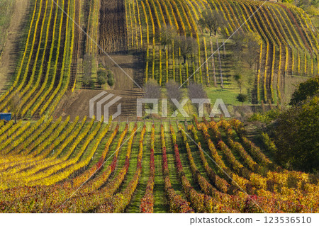 Autumn vineyard near Cejkovice, Southern Moravia, Czech Republic Autumn vineyard near Cejkovice, Southern Moravia, Czech Republic 123536510