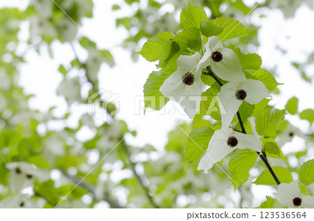 Handkerchief tree 123536564