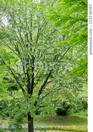 Handkerchief tree 123536567