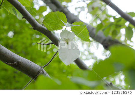 Handkerchief tree 123536570