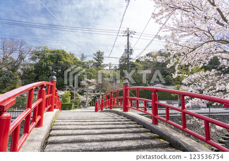 <Shimane Prefecture> Spring Tamatsukuri Onsen Miya Bridge (Koikanai Bridge) and cherry blossoms 123536754
