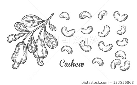 Branch with cashew nuts in engraving style 123536868