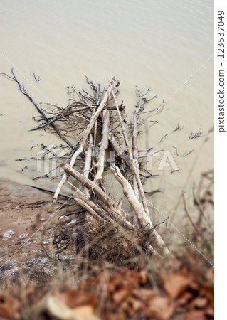 Washed driftwood and fallen trees lie in the water on the seashore or ocean 123537049
