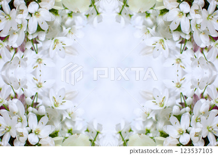 Chic image of white allium floral material 123537103