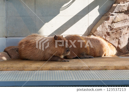 Mattari Capybara 123537213