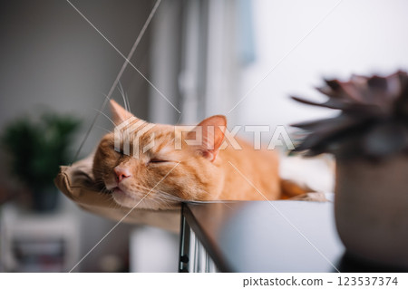 Ginger cat peacefully sleeping in a cozy window hammock on a rainy day Ginger cat peacefully sleeping in a cozy window hammock on a rainy day 123537374