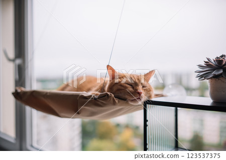 Ginger cat peacefully sleeping in a cozy window hammock on a rainy day Ginger cat peacefully sleeping in a cozy window hammock on a rainy day 123537375