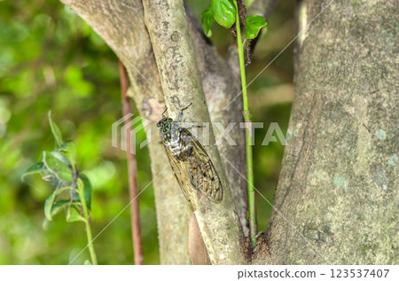 Ming-Min Semi Ming-Min Semi 123537407