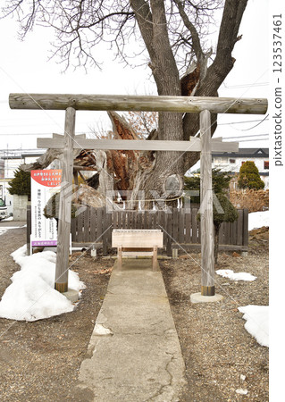 冬季拍攝北海道七飯町一本栗神主神社境內的景色 123537461