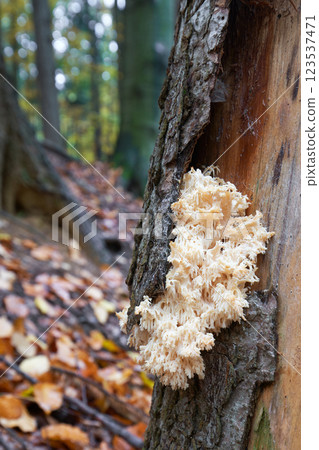 Hericium alpestre Hericium alpestre 123537471