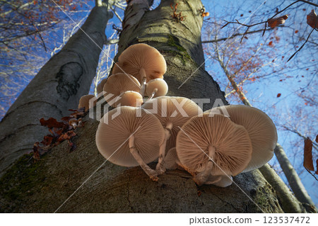 Mucidula mucida Mucidula mucida 123537472