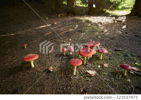 Amanita muscaria 123537473