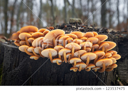 Flammulina velutipes 123537475