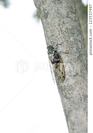 明敏半 明敏半 123537497