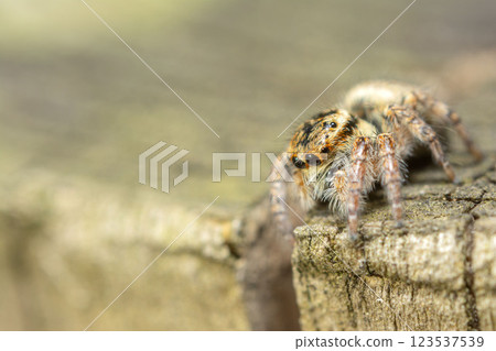 Necohaetri Necohaetri 123537539