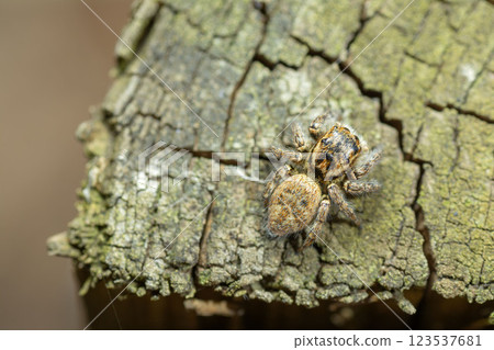 Necohaetri 123537681