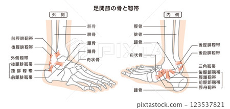 Ankle bones and ligaments structure illustration Ankle bones and ligaments structure illustration 123537821