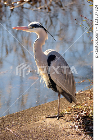 A heron standing on one leg on the riverbank 123537824