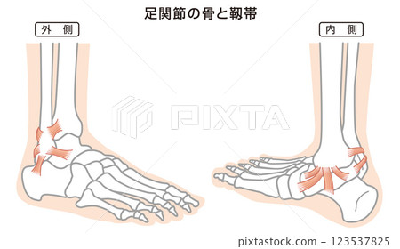 Ankle bones and ligaments structure illustration 123537825