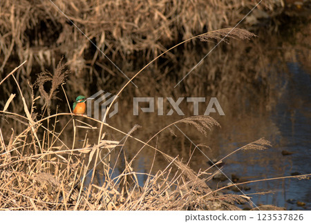 A kingfisher hunting for prey in a winter river 123537826