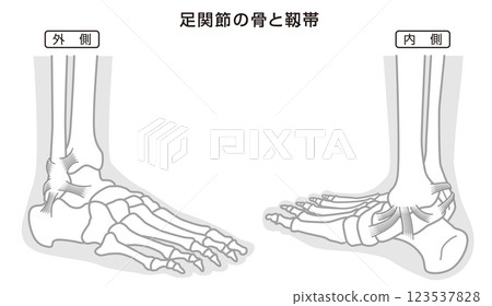 踝骨和韌帶結構圖，單色 123537828