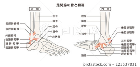 Ankle bones and ligaments structure illustration 123537831
