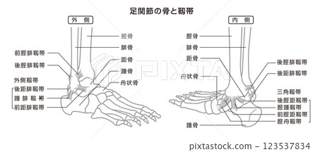 踝骨和韌帶結構圖，單色 123537834