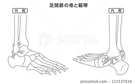Ankle bones and ligaments structure illustration, monochrome 123537838