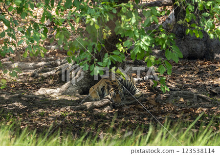 wild bengal tiger or panthera tigris at bandhavgarh National Park Forest Reserve madhya predesh India. sub adult male in tree shade with eye contact resting in his territory during jungle safari 123538114