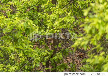 Brown fish owl or Ketupa zeylonensis or Bubo zeylonensis bird camouflage in tree leaves with eye contact perched on branch in safari at bandhavgarh national park tiger reserve madhya pradesh india 123538116