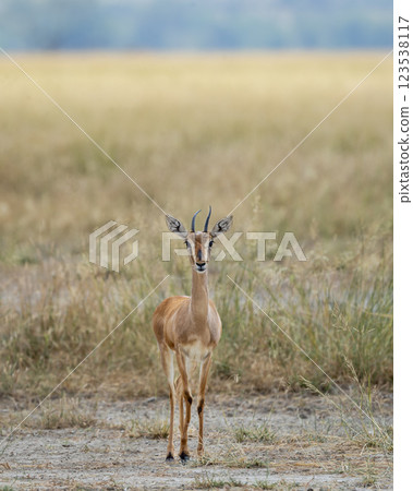 Chinkara or Indian gazelle or Gazella bennettii an Antelope close up or portrait with eye contact in safari natural green background at ranthambore national park tiger foreset reserve rajasthan india 123538117