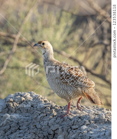 grey francolin or grey partridge or Francolinus pondicerianus close up or portrait in natural green background in jungle safari at Ranthambore national park forest tiger reserve rajasthan india asia grey francolin or grey partridge or Francolinus pondicerianus close up or portrait in natural green background in jungle safari at Ranthambore national park forest tiger reserve rajasthan india asia 123538118