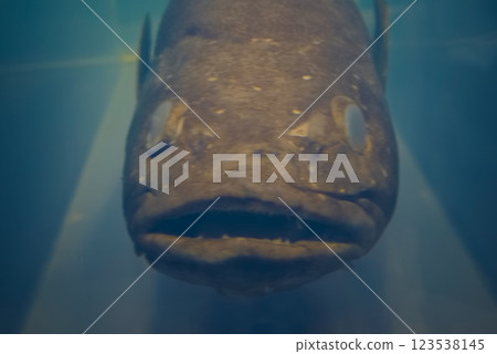 南極齒魚標本 南極齒魚標本 123538145