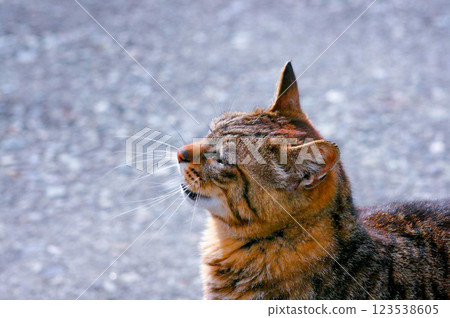 一隻美麗的貓的外形 123538605