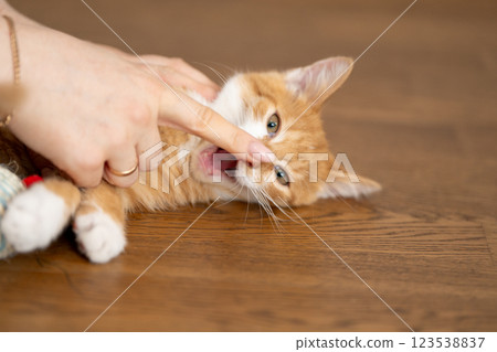 A woman's hand touches nose cat with finger. Love for pets, playing with animals. Selective focus A woman's hand touches nose cat with finger. Love for pets, playing with animals. Selective focus 123538837