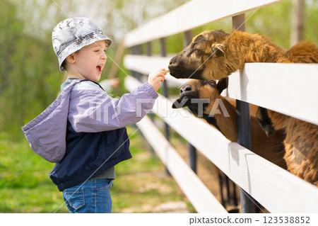 Happy caucasian toddler boy feeds a sheep in a petting zoo. Be closer to animals and nature. Focus on the goat. Selective focus Happy caucasian toddler boy feeds a sheep in a petting zoo. Be closer to animals and nature. Focus on the goat. Selective focus 123538852