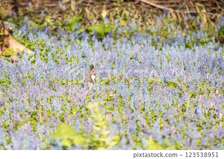 北海道浦臼神社風景 123538951