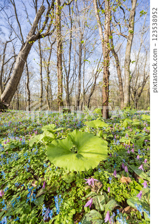 Scenery of a colony of Corydalis ambigua and Dogtooth Violets 123538952