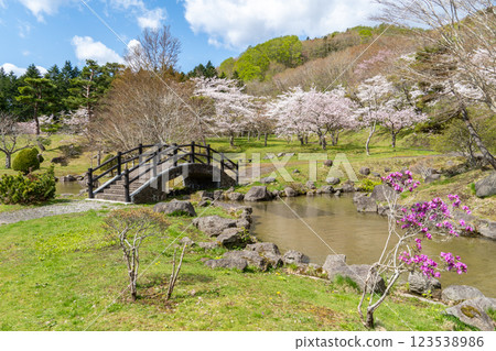 Scenery of cherry blossoms and a bridge in the park at Shin-Nakano Dam 123538986