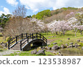 函館水壩公園的櫻花與橋樑景觀 123538987